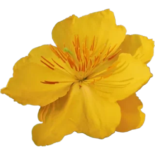 🌼