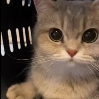 🤩