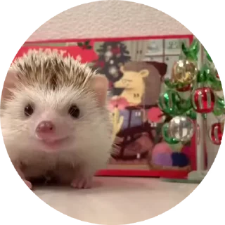 🦔