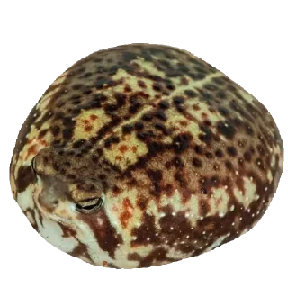🐸