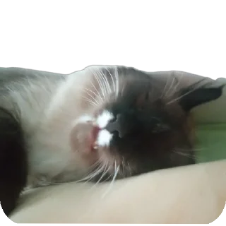 🐱