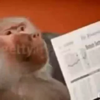 🐵