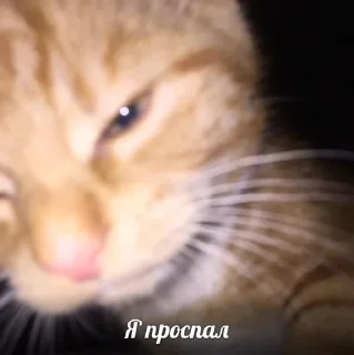 🥺