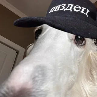 🧢