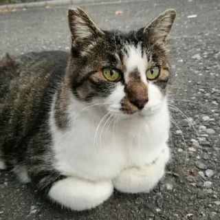 🐈