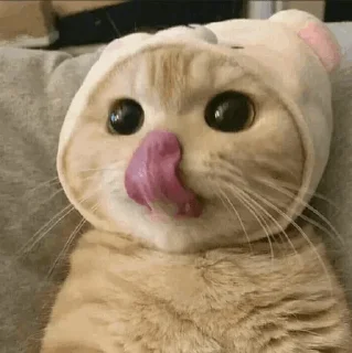 🐾