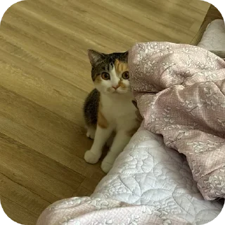 🐱