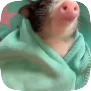 🐷