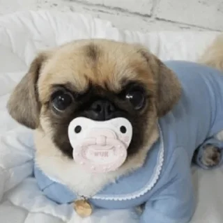 🐶