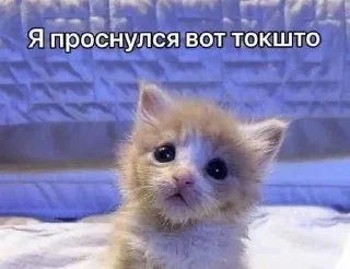 🐱