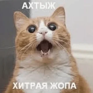 🤩