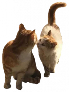 🐈