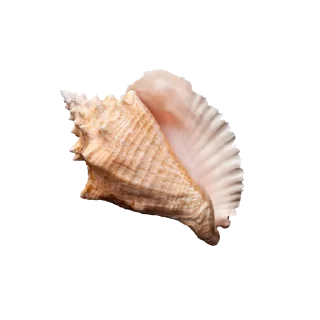 🐚
