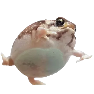 🐸
