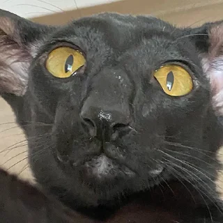 DON