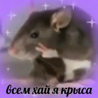 🐀