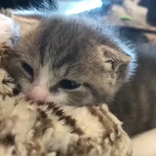 🥺