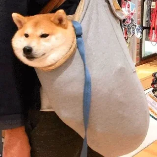 🐶