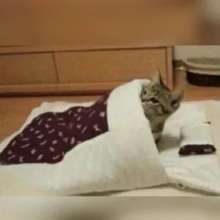 😺