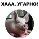 🐖