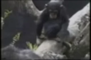 🐵