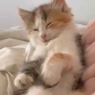 🐈