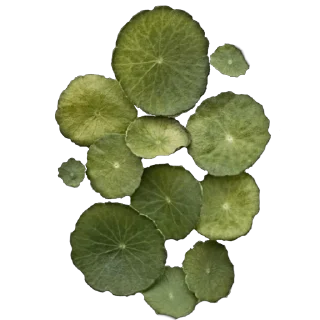 🌿