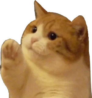🙋‍♀️