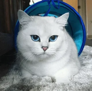 💙