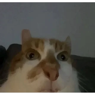 🤨