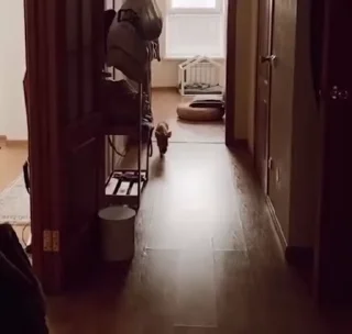 🐷