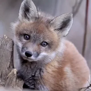 🤩