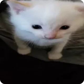 🌟