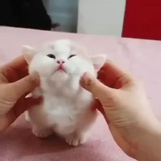 🐈