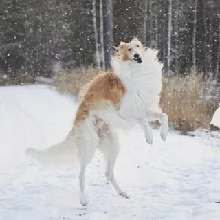 💃