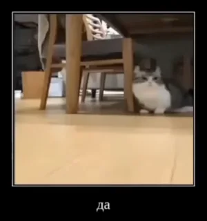 🐱