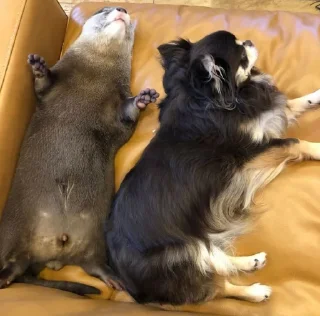 🐶