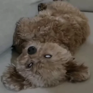 🐶
