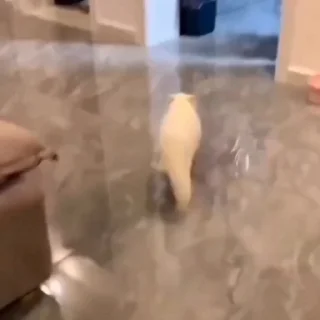 🐈