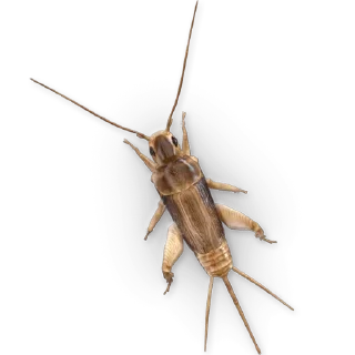 🦗