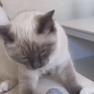 🐈