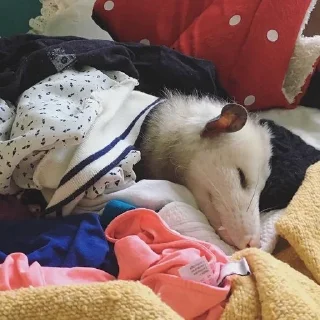 😴