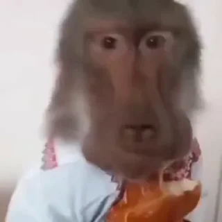 🐵