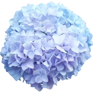 🌸
