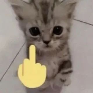 🐱