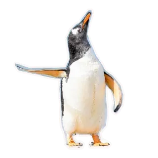 🐼