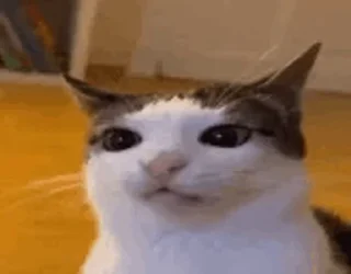 🤪