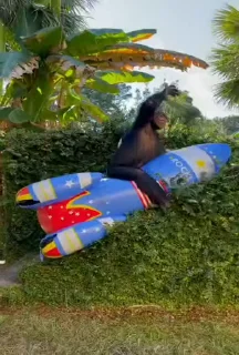 🚀