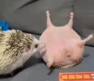 🦔