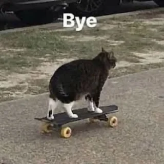 🐈